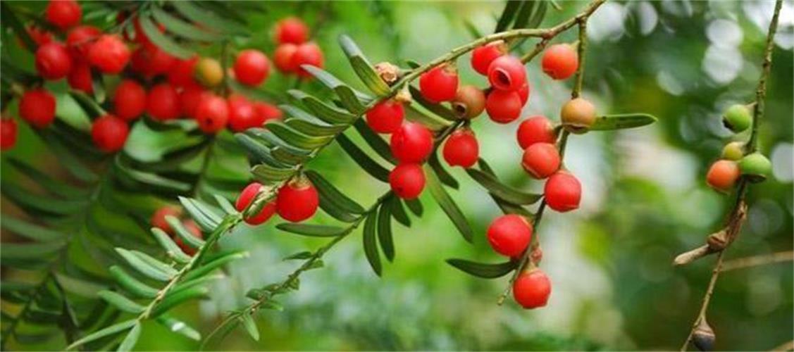 Taxus Extract